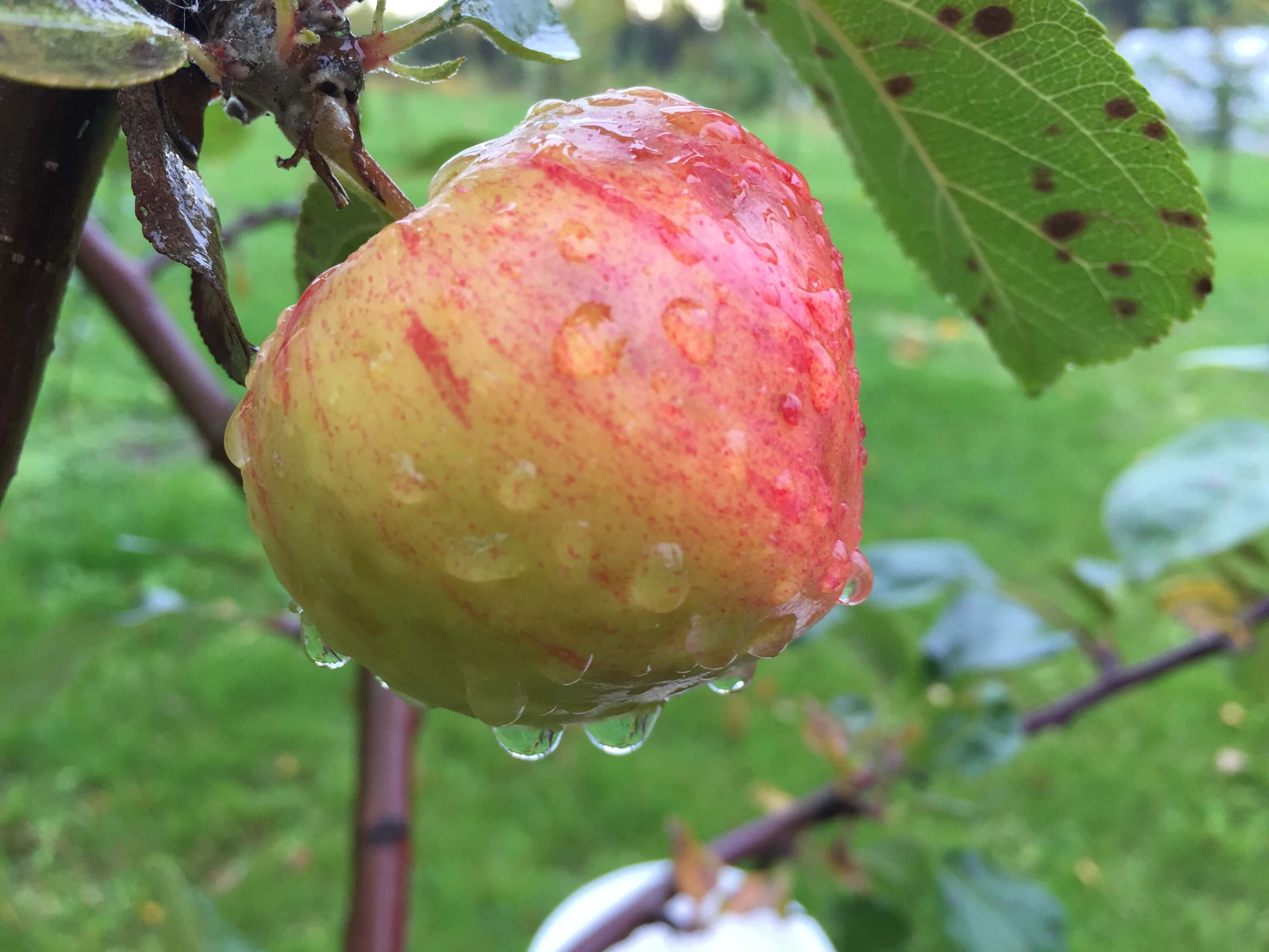 An Apple