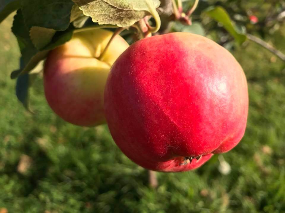 apple harvest 2018 common ground alaska farm