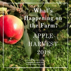 harvest day 2018 common ground alaska farm orchard apples