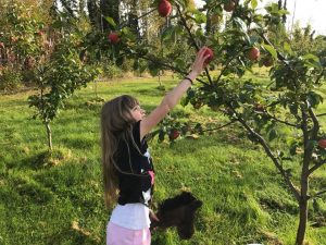 harvesting apples common ground alaska orchard