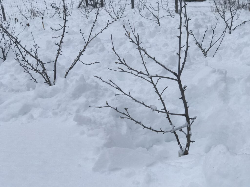deep snow common ground alaska farm