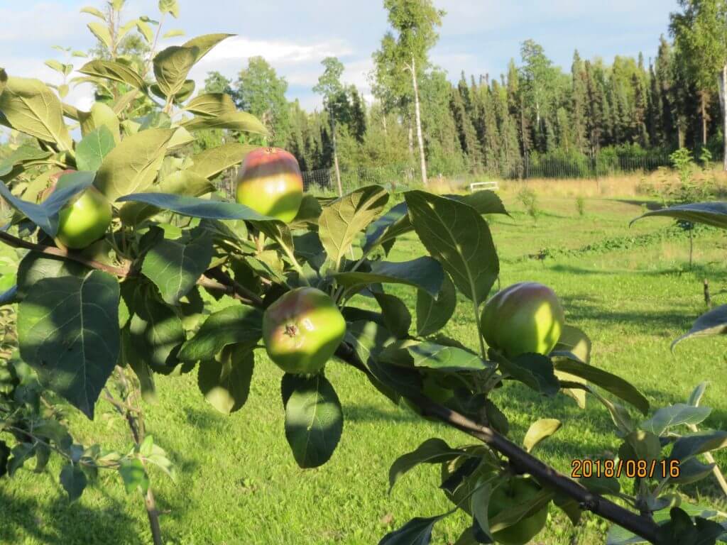 apples ripe common ground alaska farm