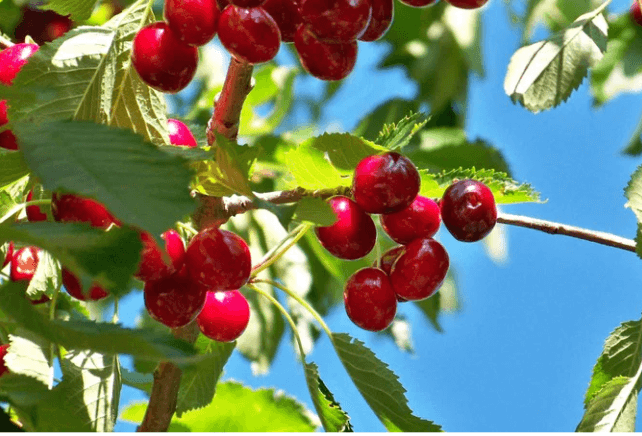 alaska hardy cherry bush