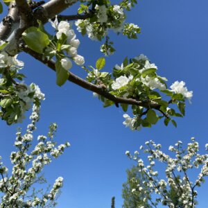 Apple Blossom Farm Tour