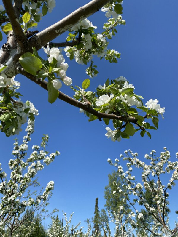Apple Blossom Farm Tour