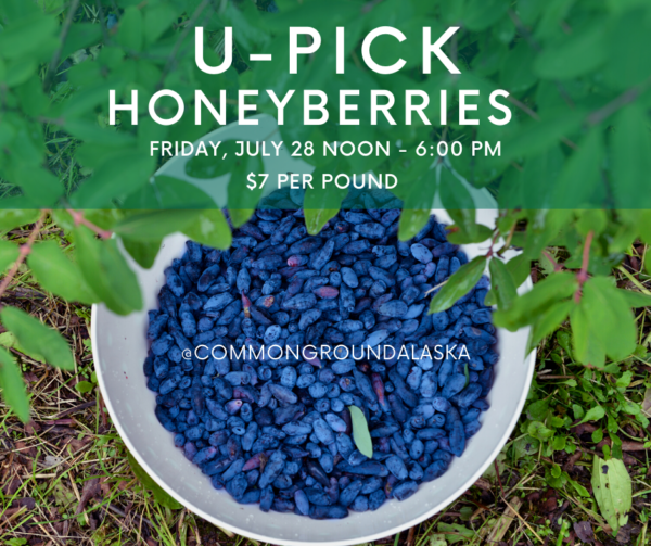 Honeyberry U-Pick
