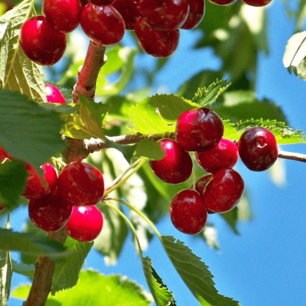 Alaska Grown Cherries