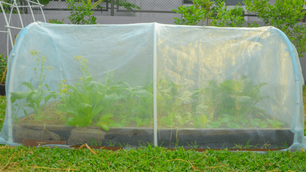 greenhouse cover raised beds