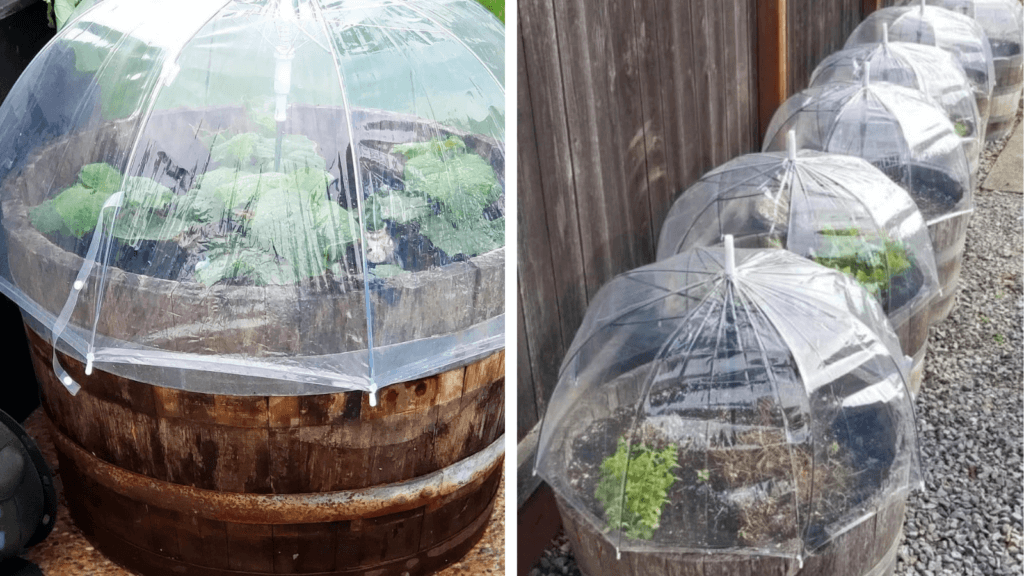 Umbrellas as greenhouses