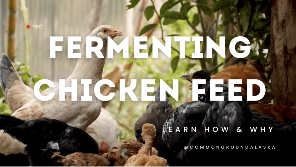 Fermenting Chicken Feed