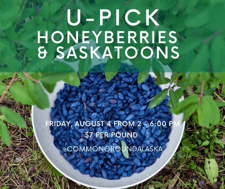 Honeyberry/Saskatoon UPick Friday, Aug 4 Common Ground Alaska
