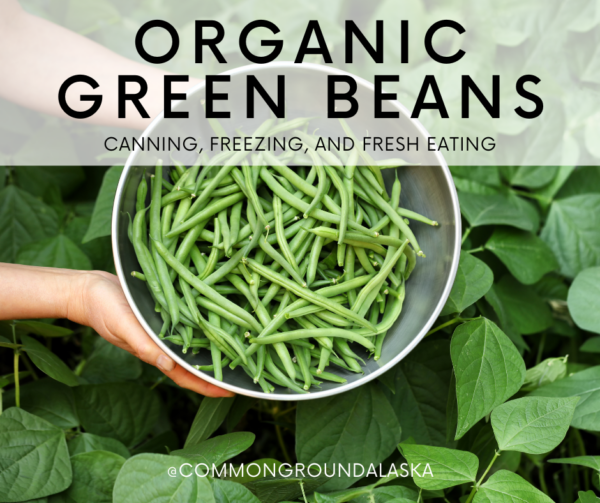 ORGANIC GREEN BEANS - BULK