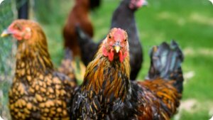 Food for thought issue 012 - The October Chicken Crisis