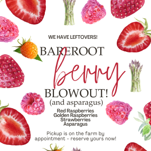 2026 Bareroot Berry Blowout (and asparagus)
