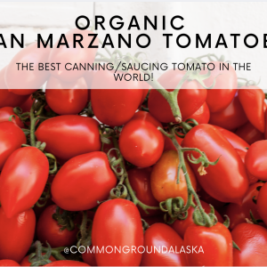 Bulk San Marzano Tomatoes