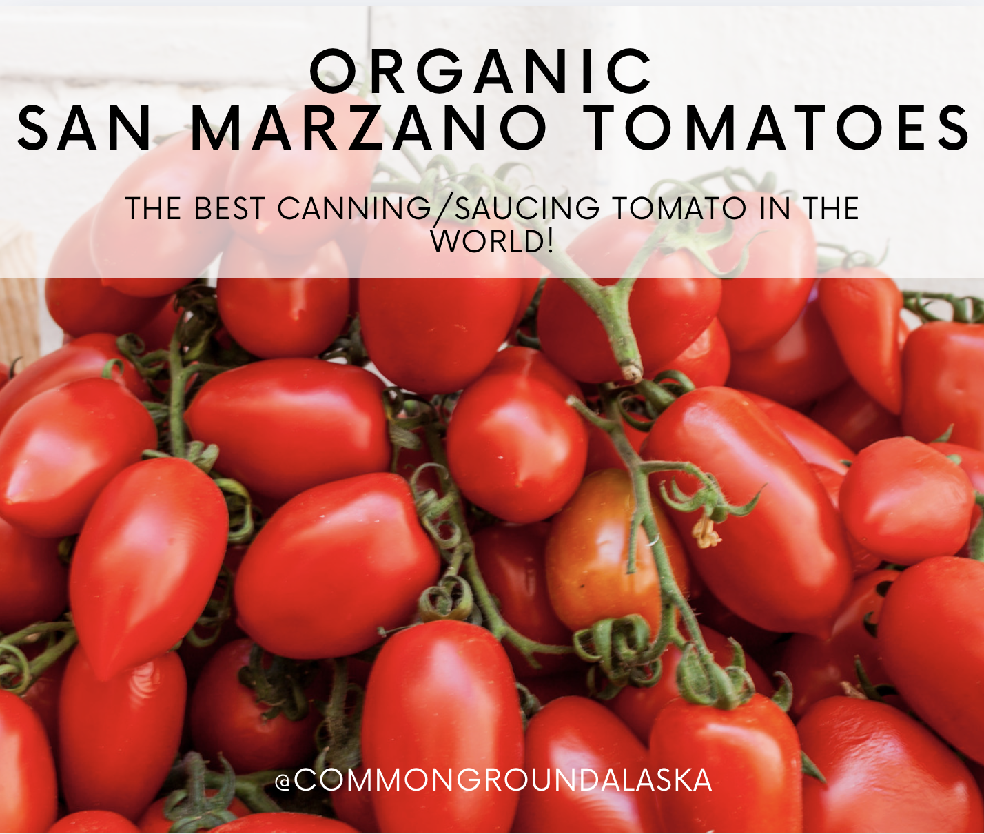 Bulk San Marzano Tomatoes